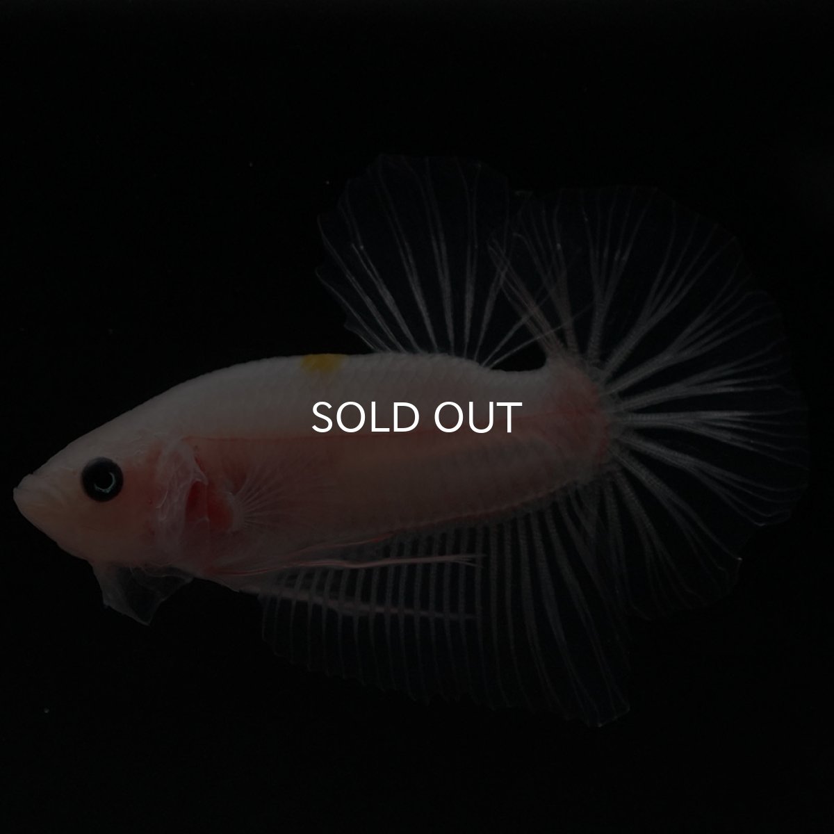 画像5: HMPK クリア (5)