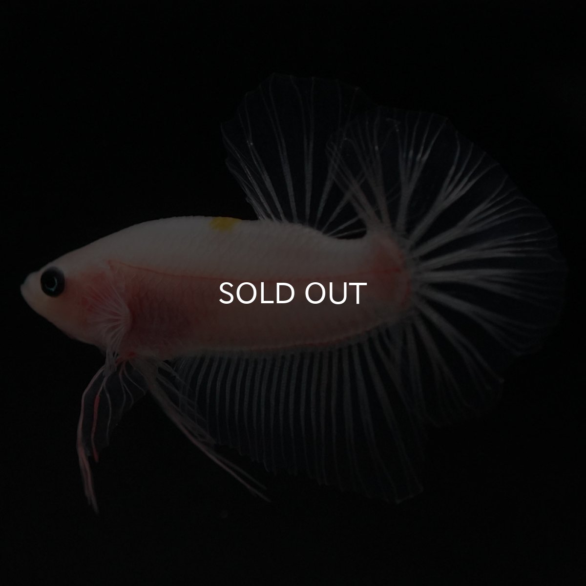 画像2: HMPK クリア (2)