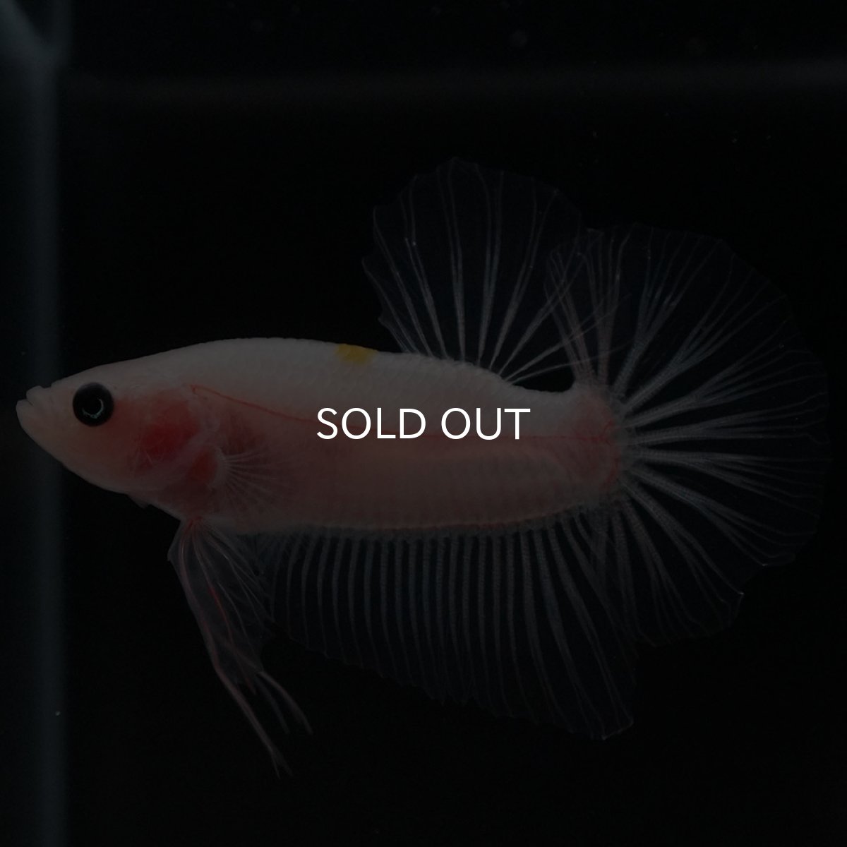 画像4: HMPK クリア (4)