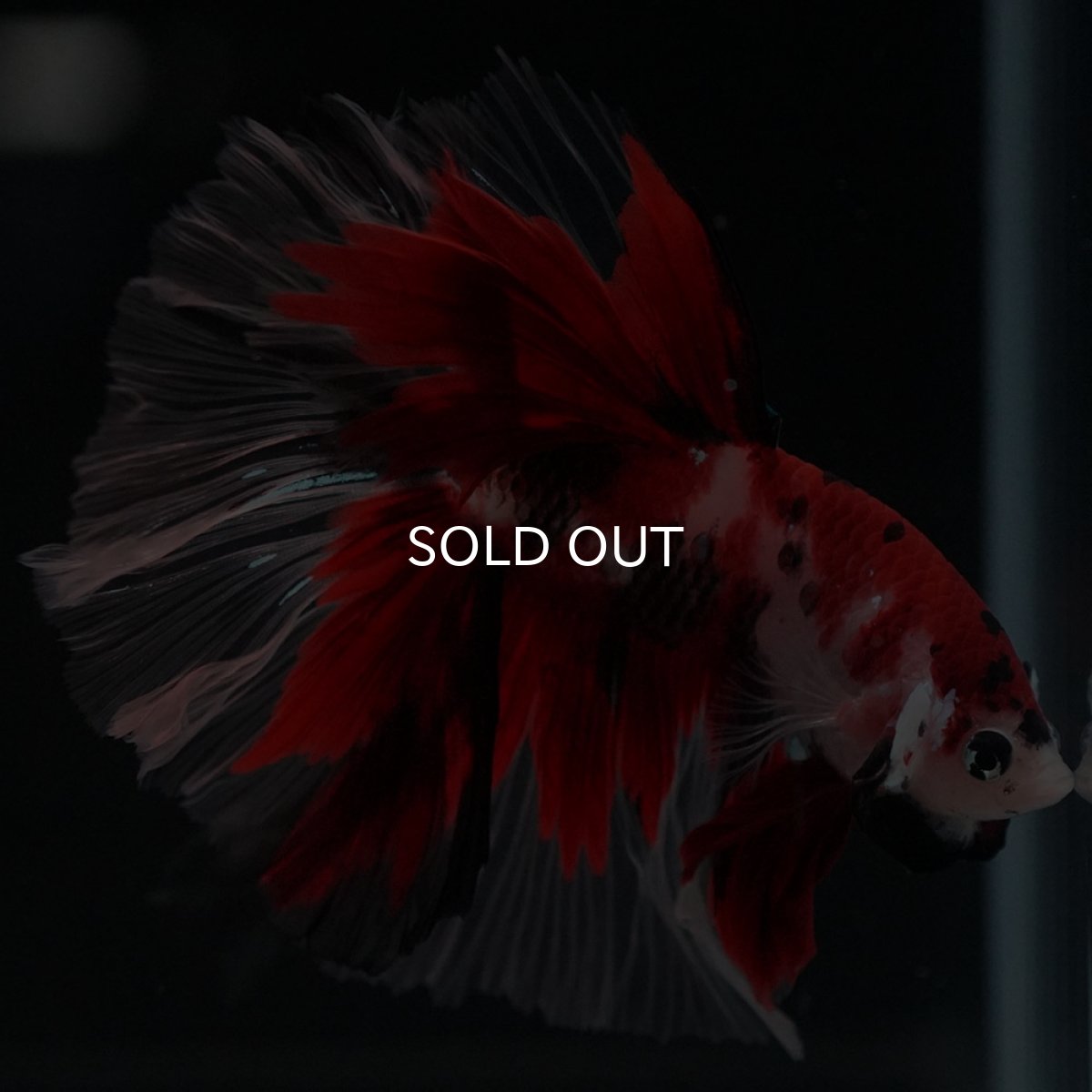 画像5: HM 鯉 ローズテール (5)