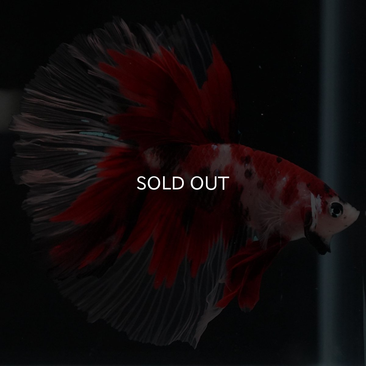 画像2: HM 鯉 ローズテール (2)