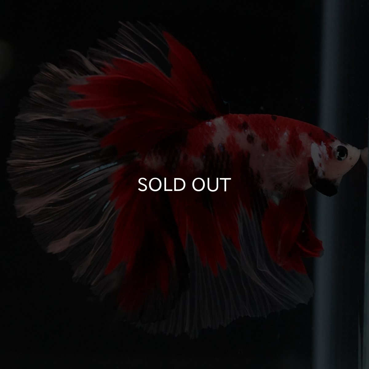 画像4: HM 鯉 ローズテール (4)