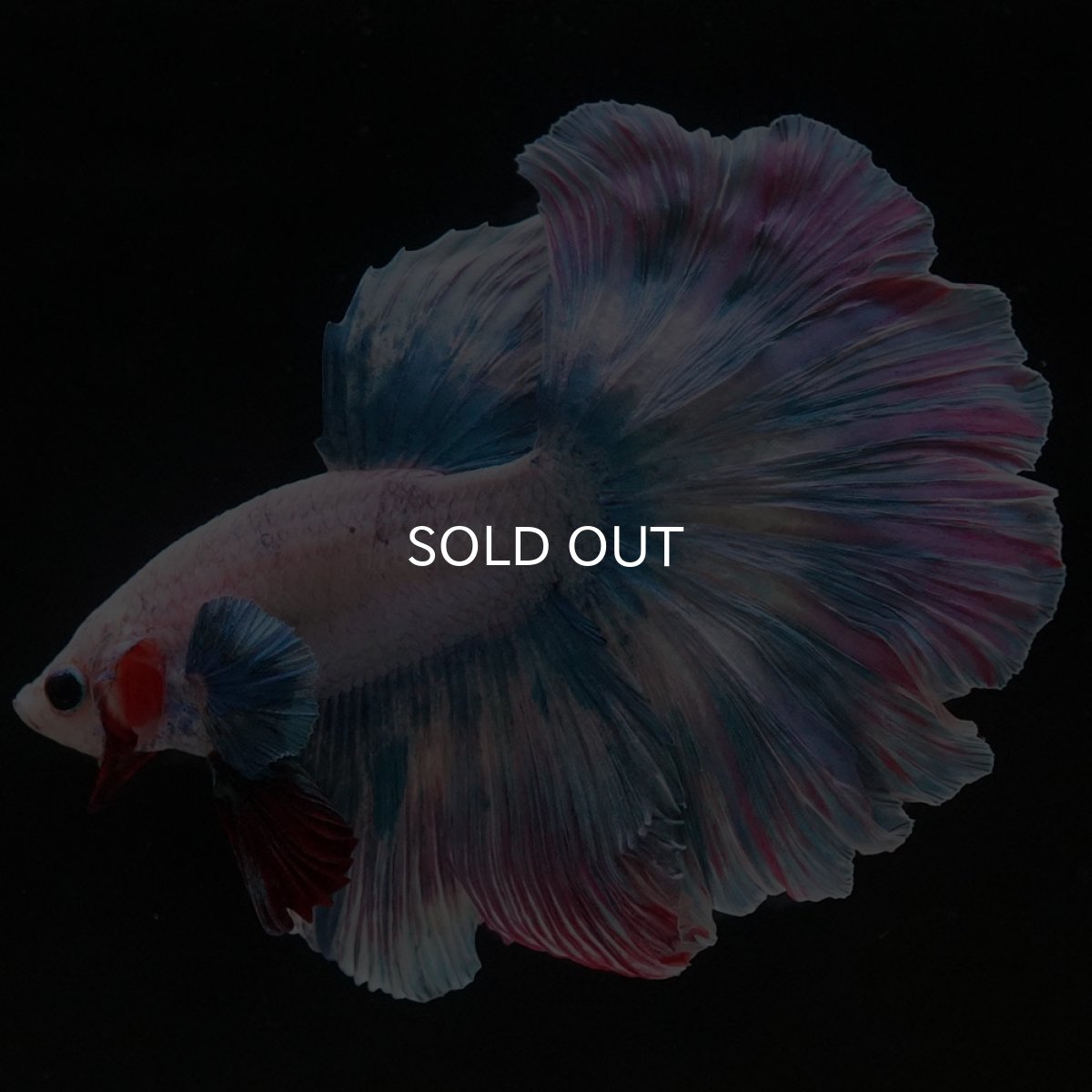 画像7: HM　ファンシー (7)