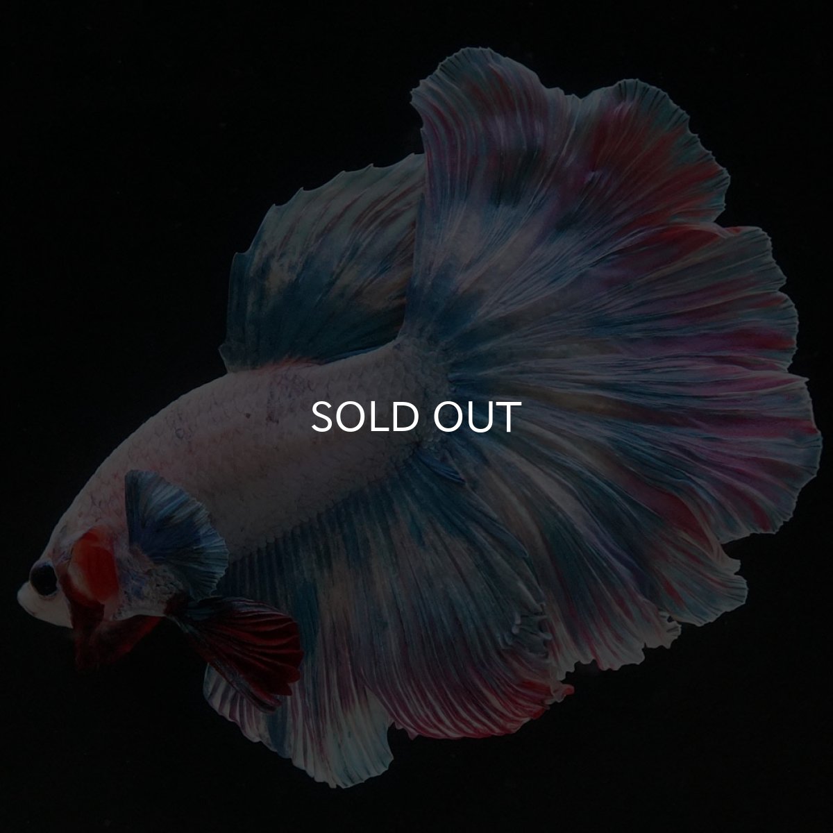 画像5: HM　ファンシー (5)