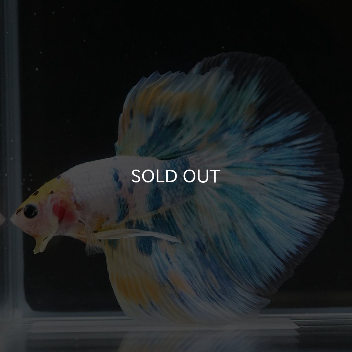 画像6: HM イエローファンシー (6)