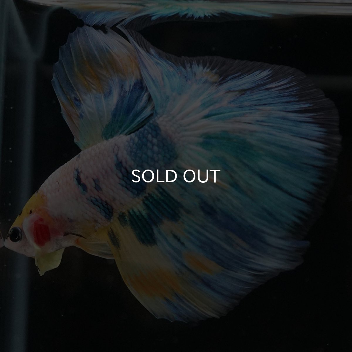 画像9: HM イエローファンシー (9)