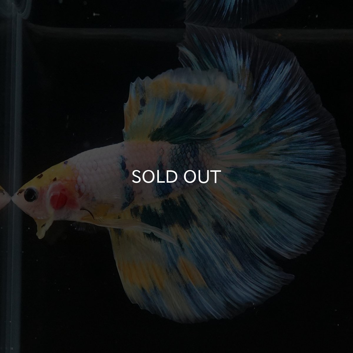 画像4: HM イエローファンシー (4)