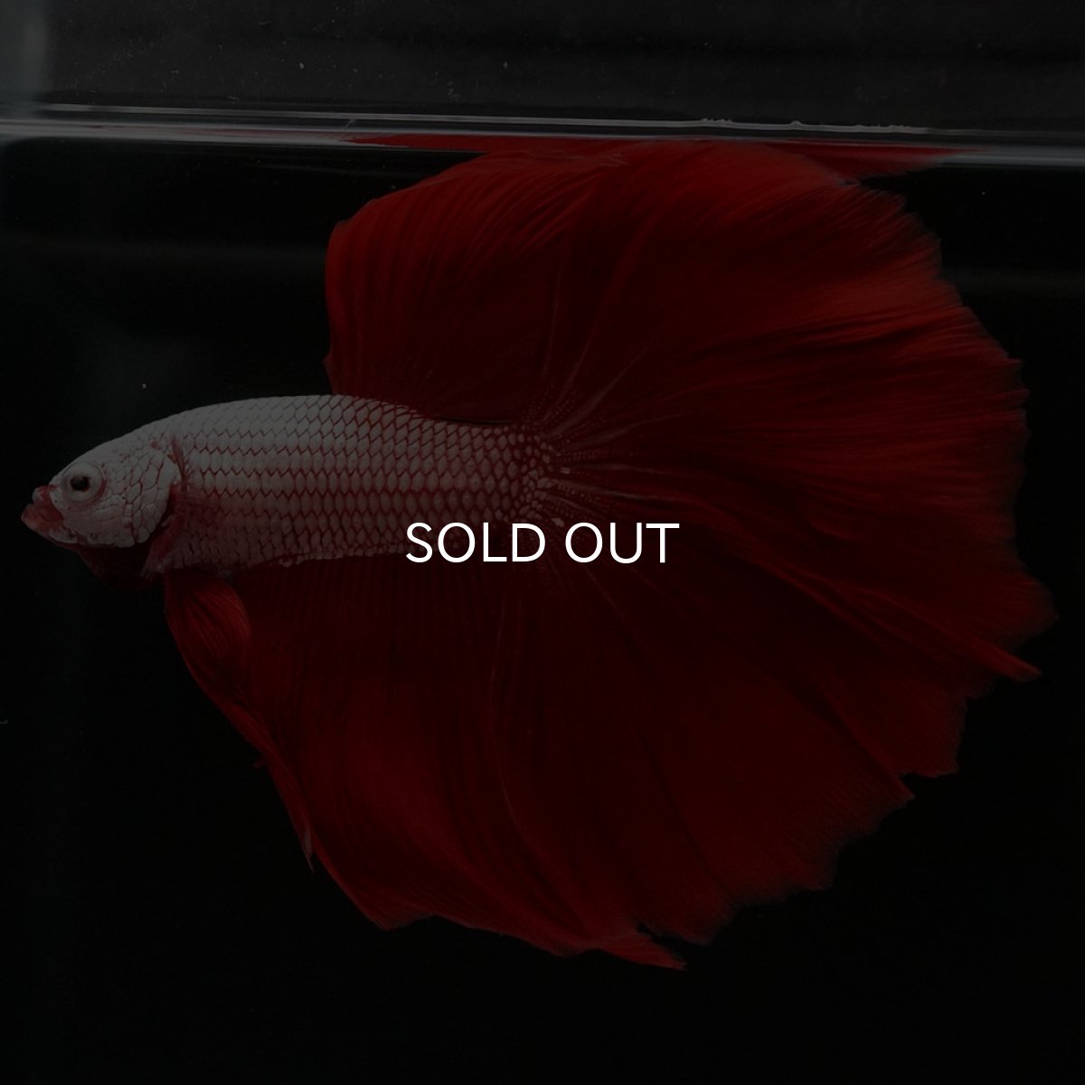 画像9: HM プラチナレッドドラゴン (9)