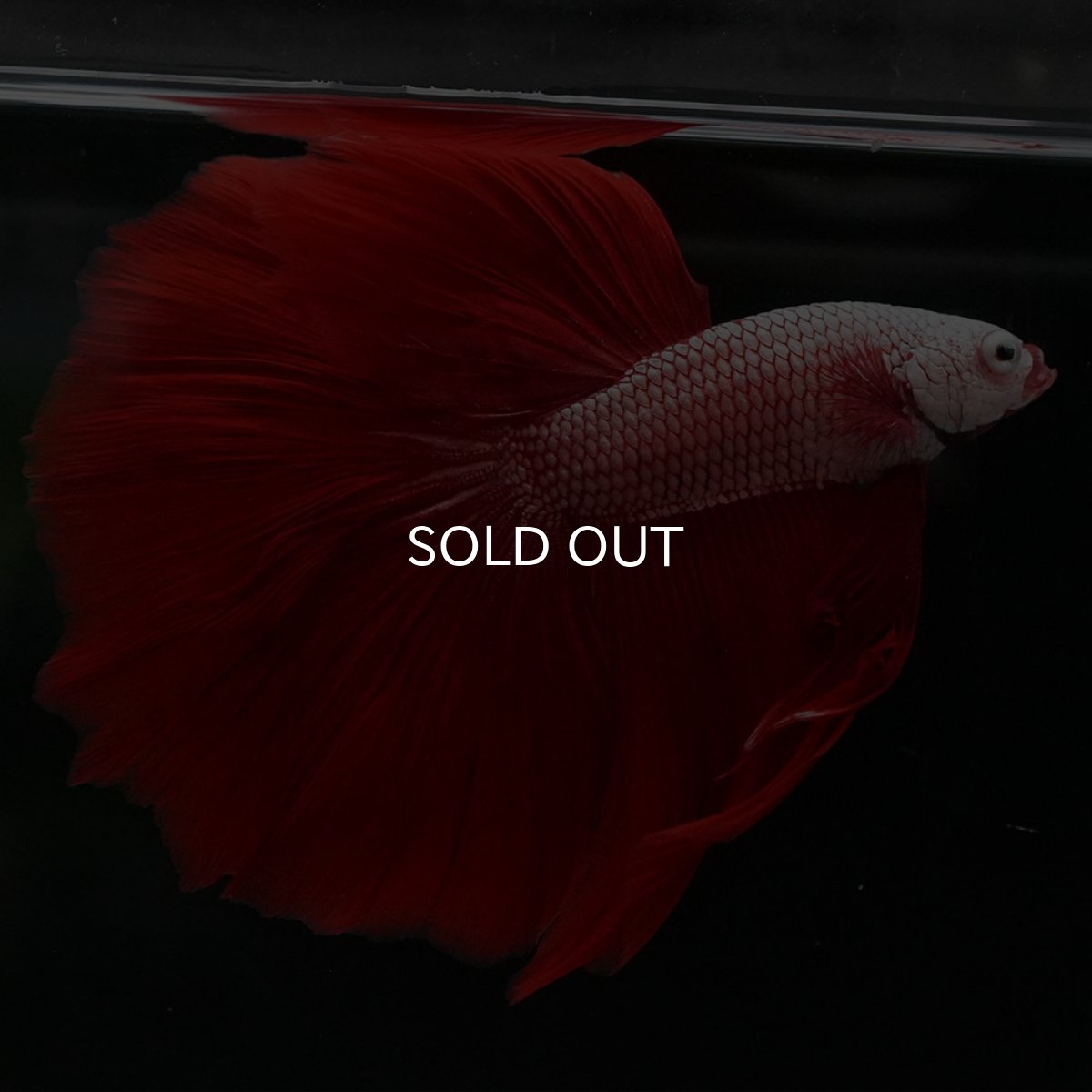 画像6: HM プラチナレッドドラゴン (6)