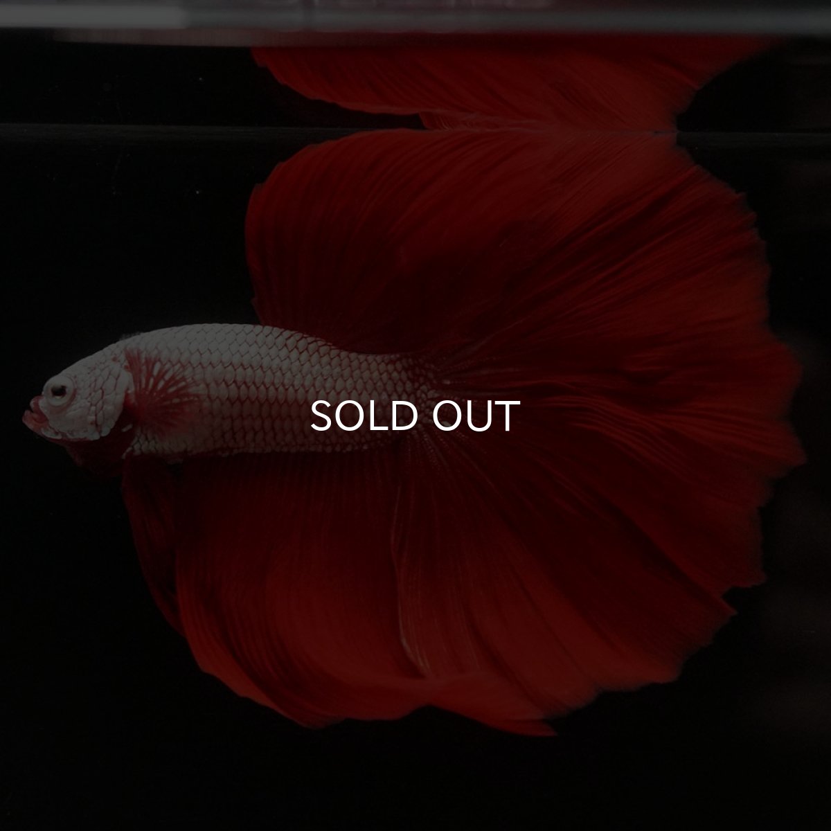 画像8: HM プラチナレッドドラゴン (8)