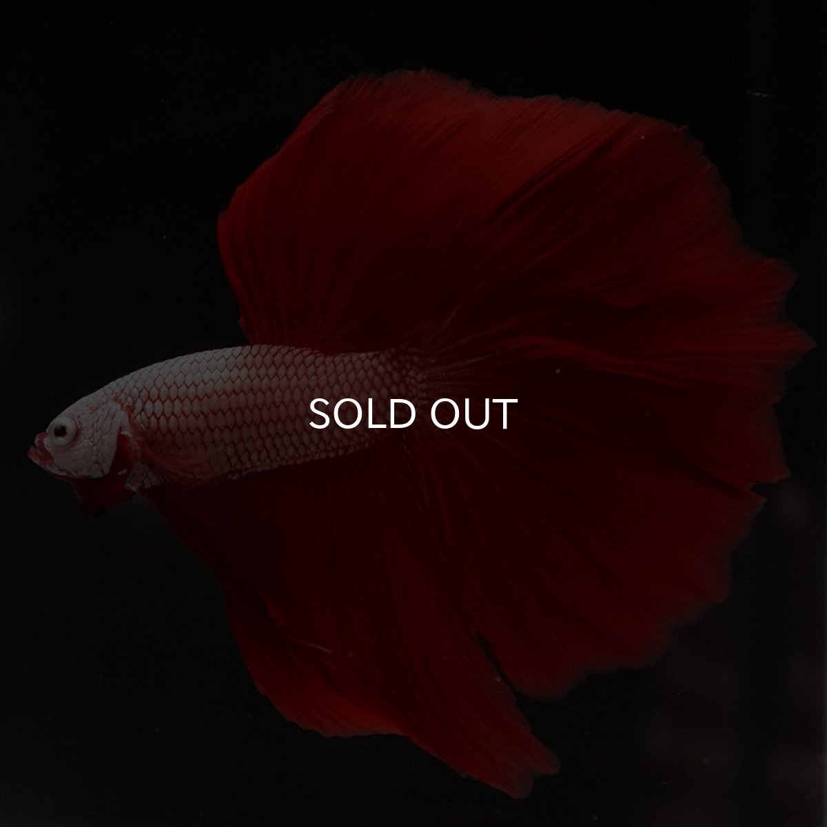 画像7: HM プラチナレッドドラゴン (7)