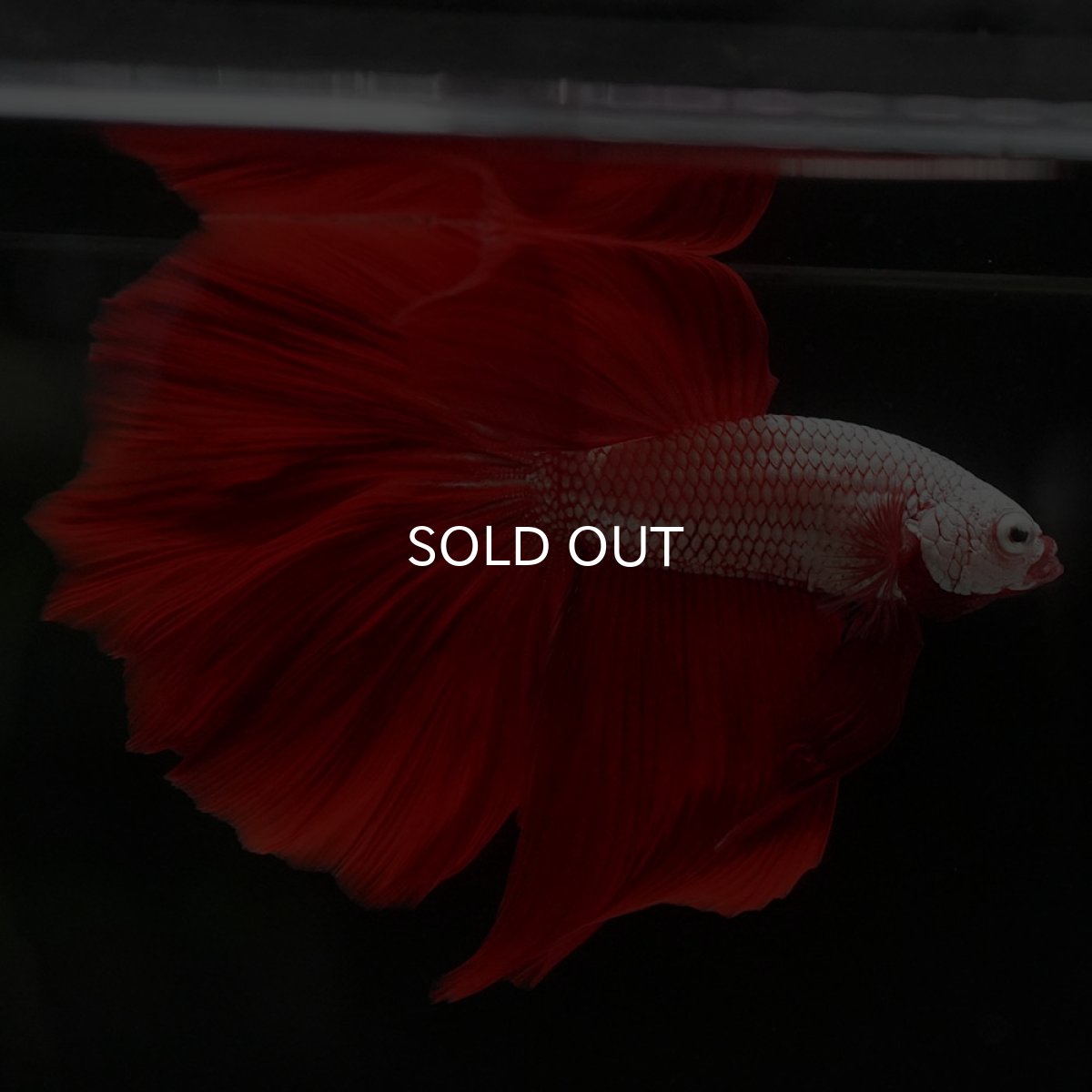 画像4: HM プラチナレッドドラゴン (4)