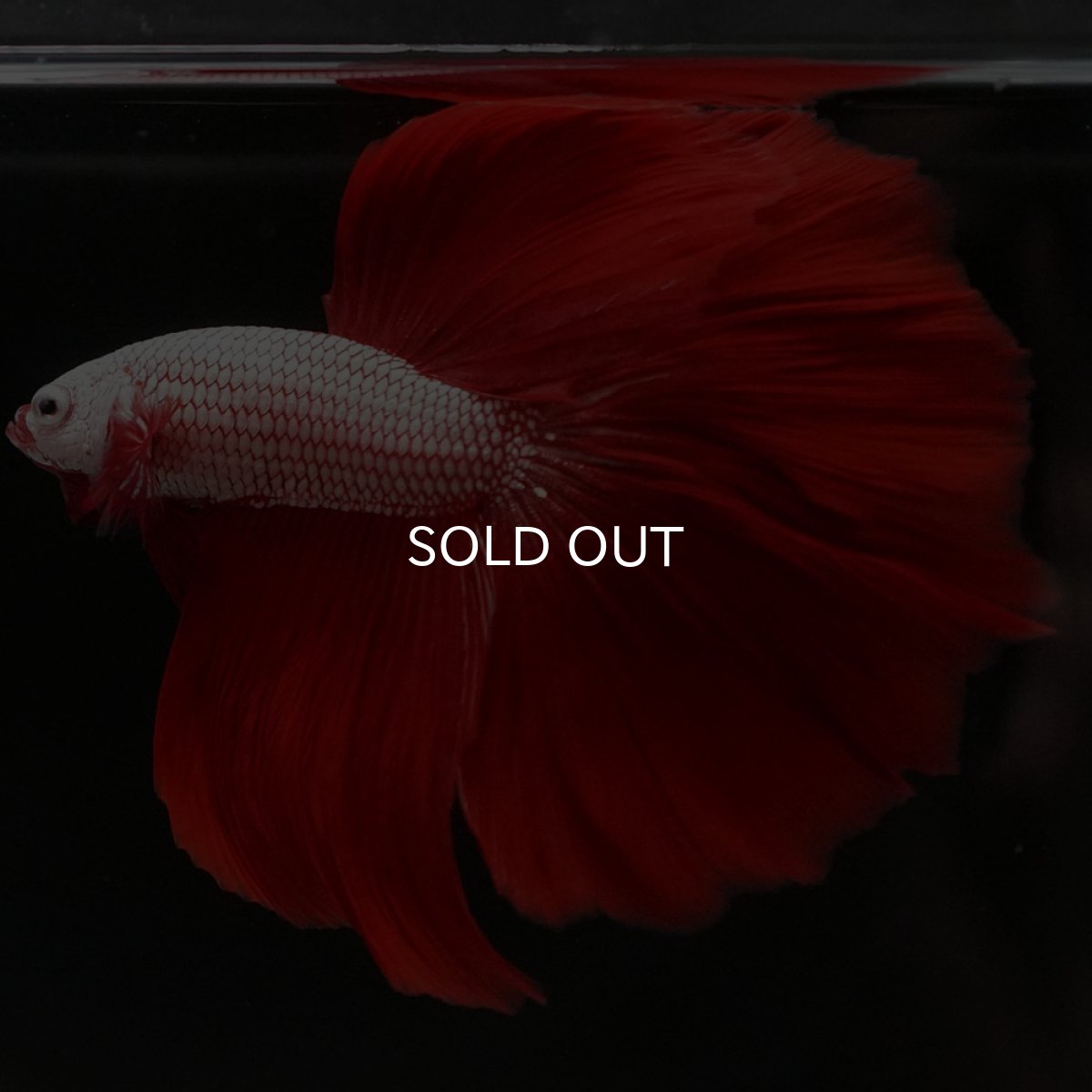 画像3: HM プラチナレッドドラゴン (3)