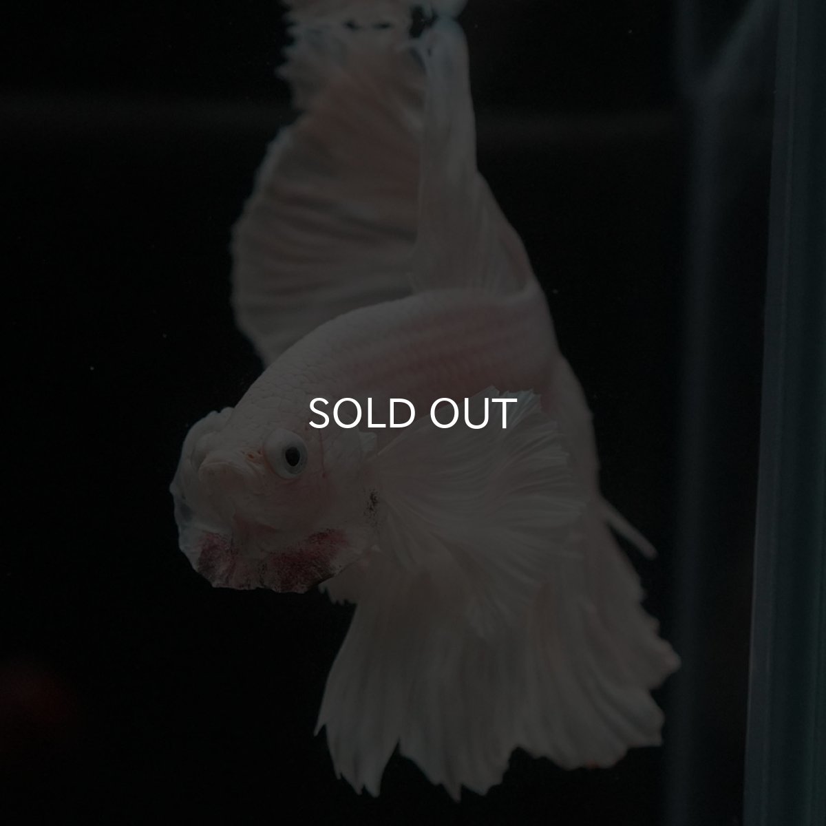 画像3: HMダンボ ホワイト (3)