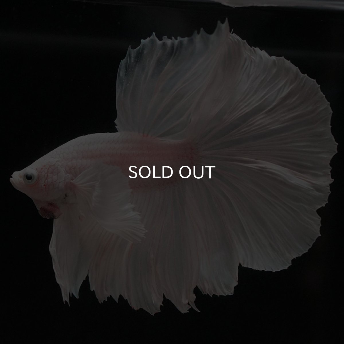 画像6: HMダンボ ホワイト (6)