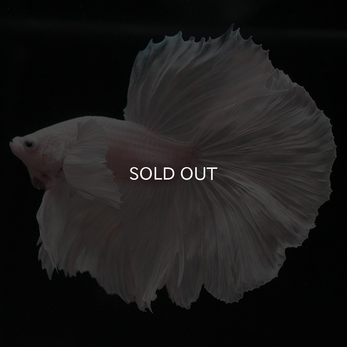 画像4: HMダンボ ホワイト (4)