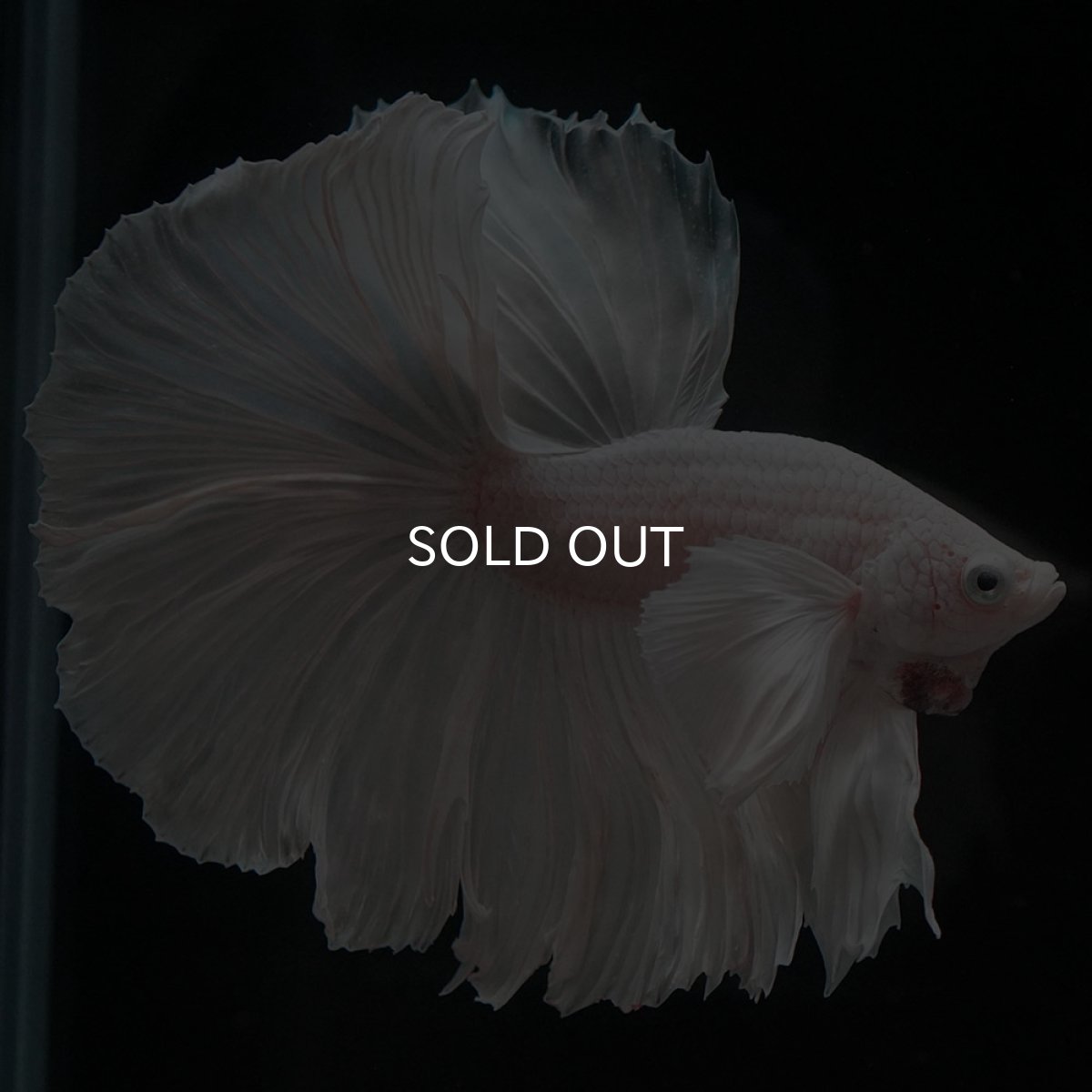 画像8: HMダンボ ホワイト (8)