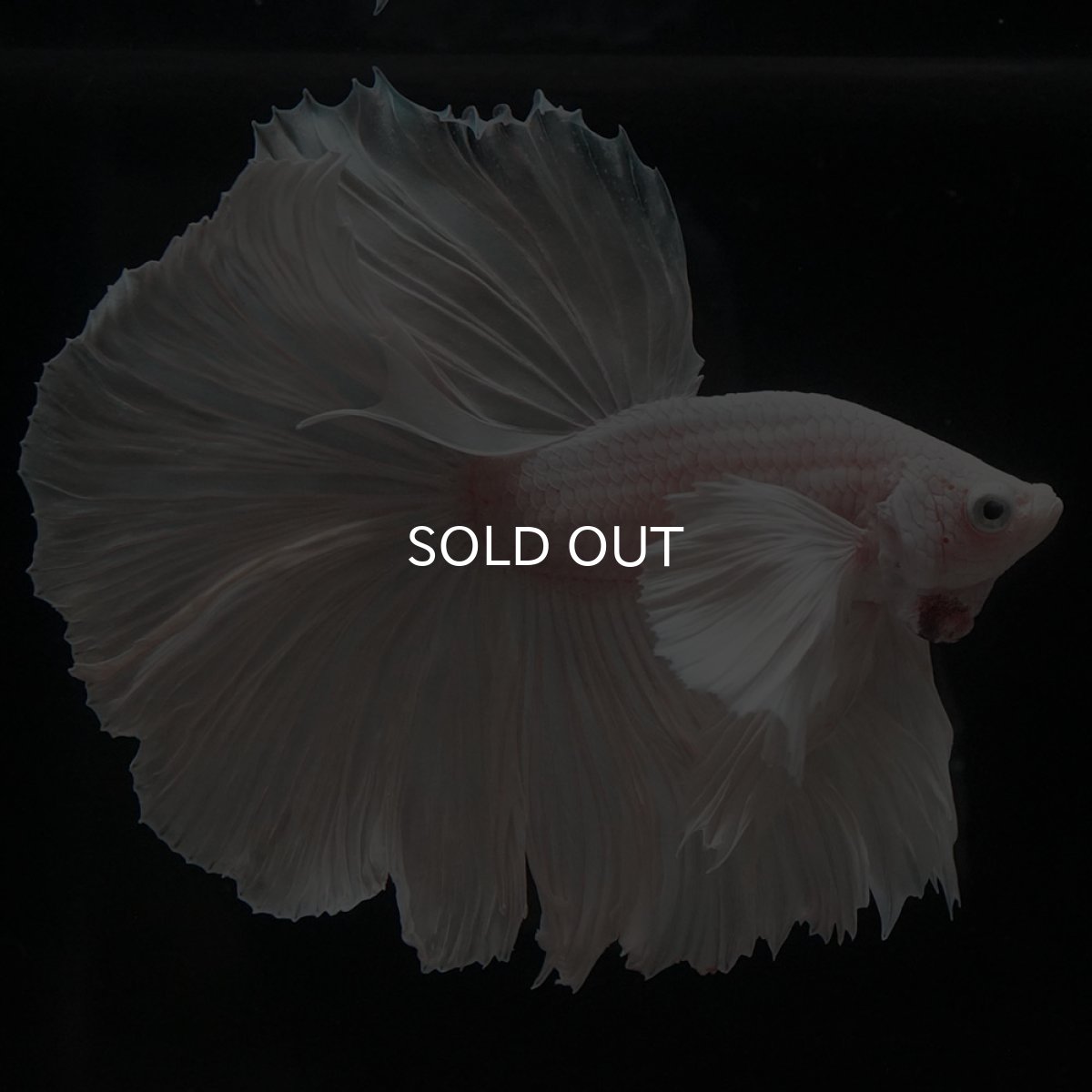 画像7: HMダンボ ホワイト (7)