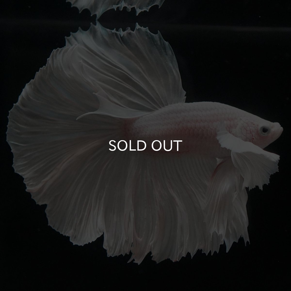 画像5: HMダンボ ホワイト (5)