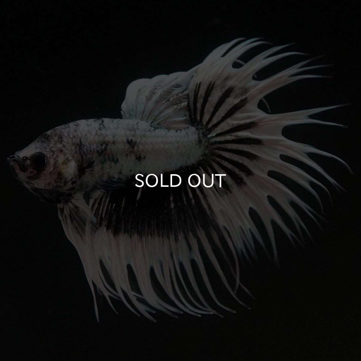 画像6: CT ホワイトカッパー (6)