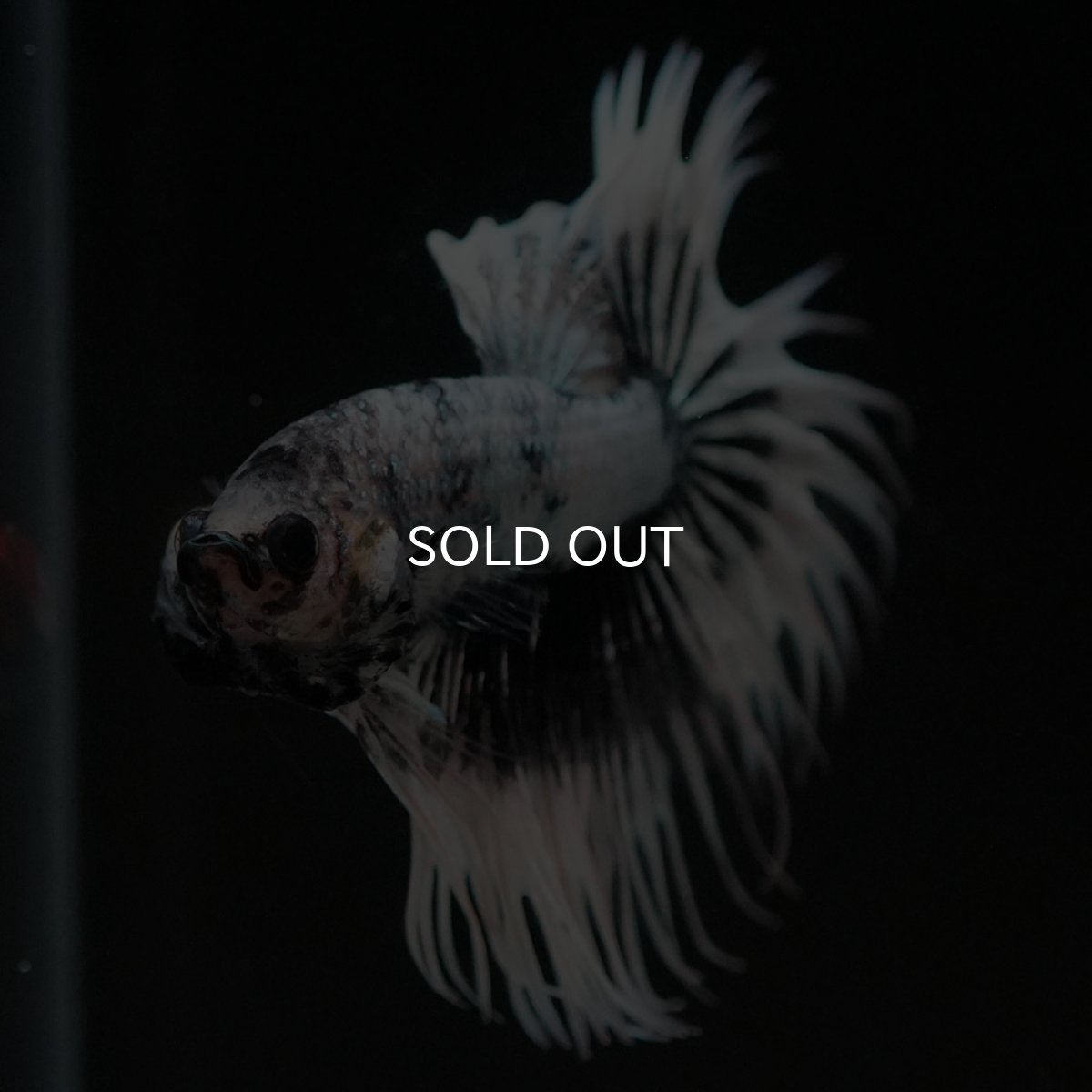 画像3: CT ホワイトカッパー (3)