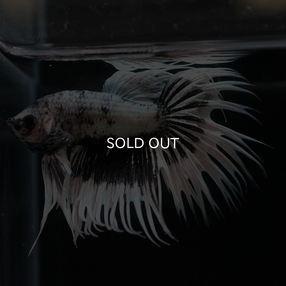 画像8: CT ホワイトカッパー (8)