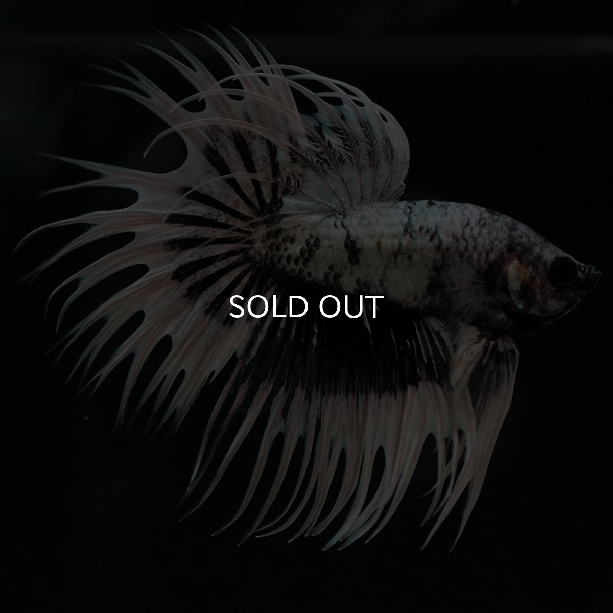 画像5: CT ホワイトカッパー (5)