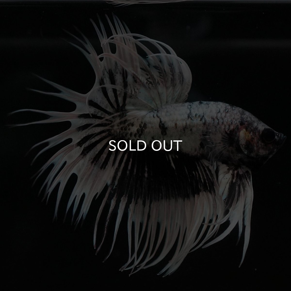 画像10: CT ホワイトカッパー (10)