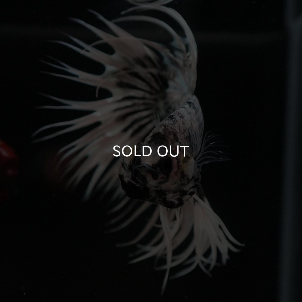 画像4: CT ホワイトカッパー (4)