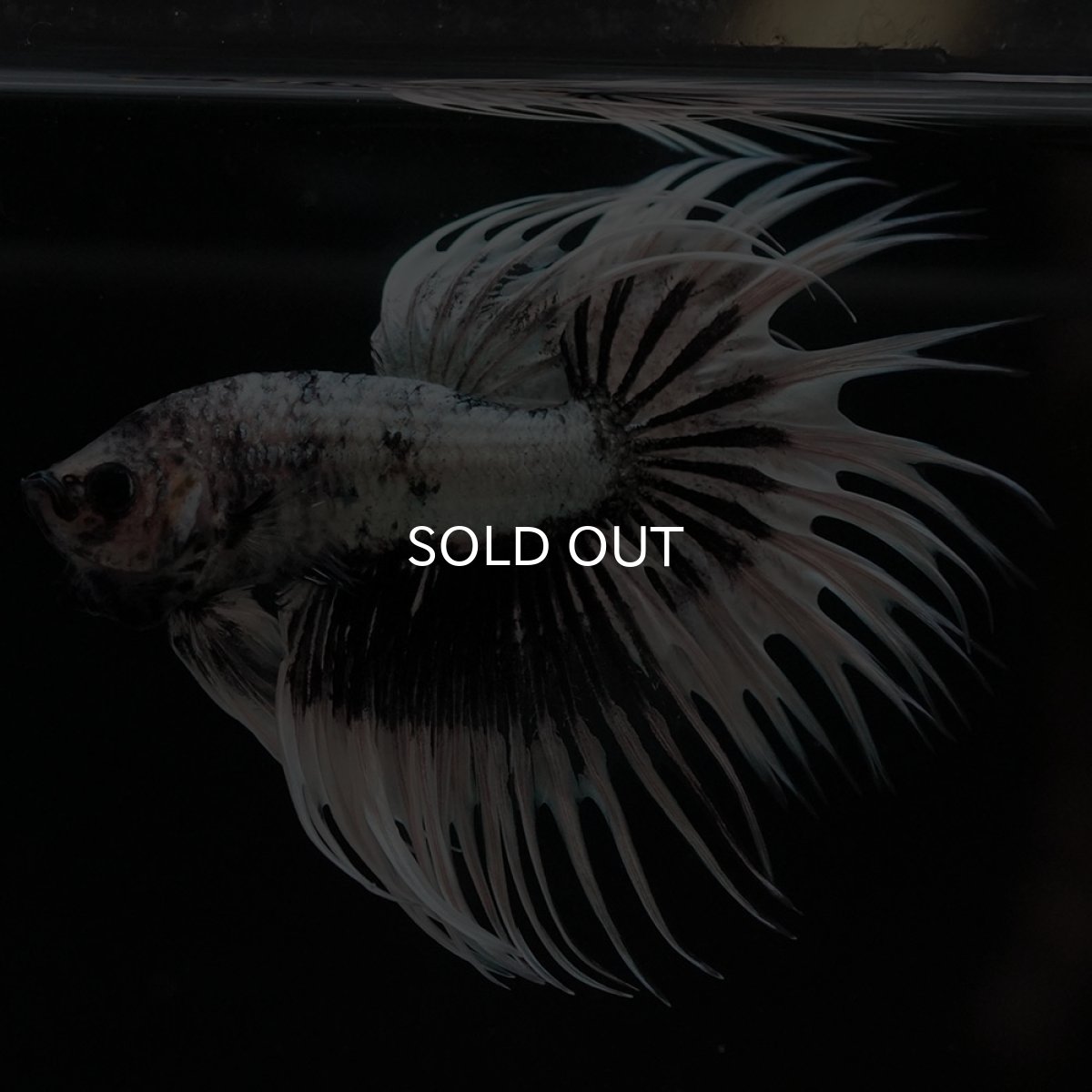 画像2: CT ホワイトカッパー (2)