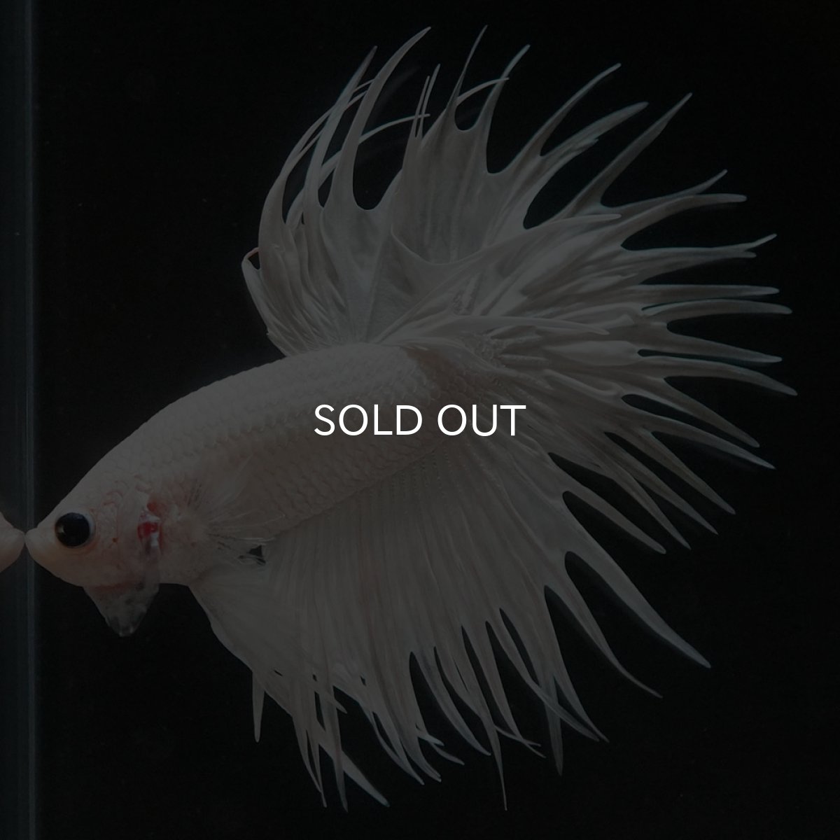 画像2: CT ホワイト (2)