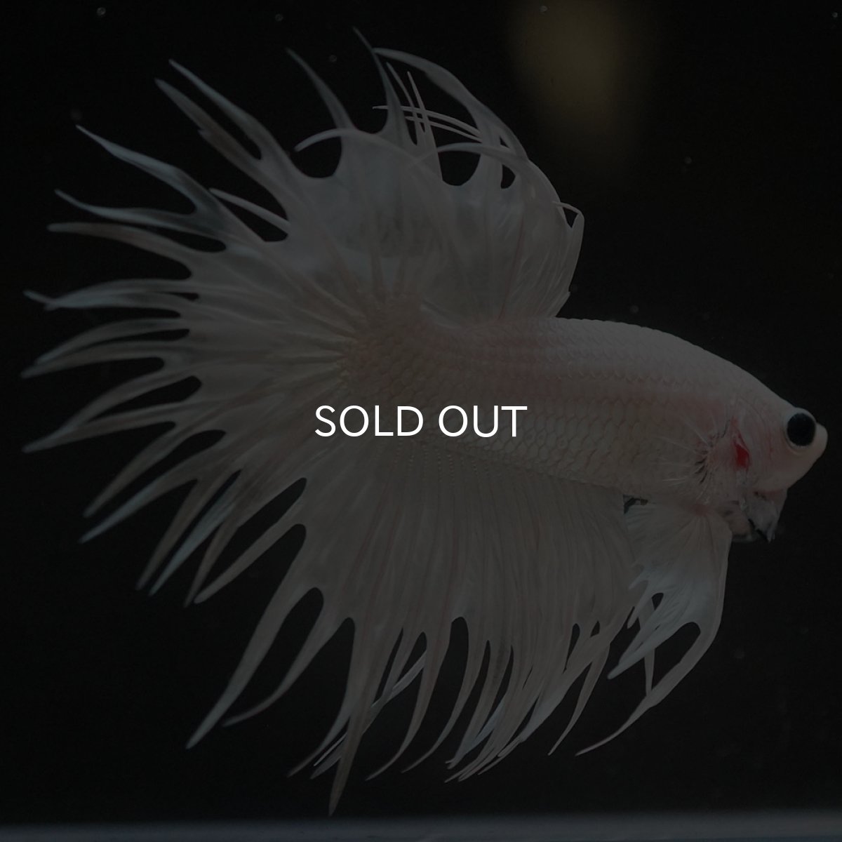 画像7: CT ホワイト (7)