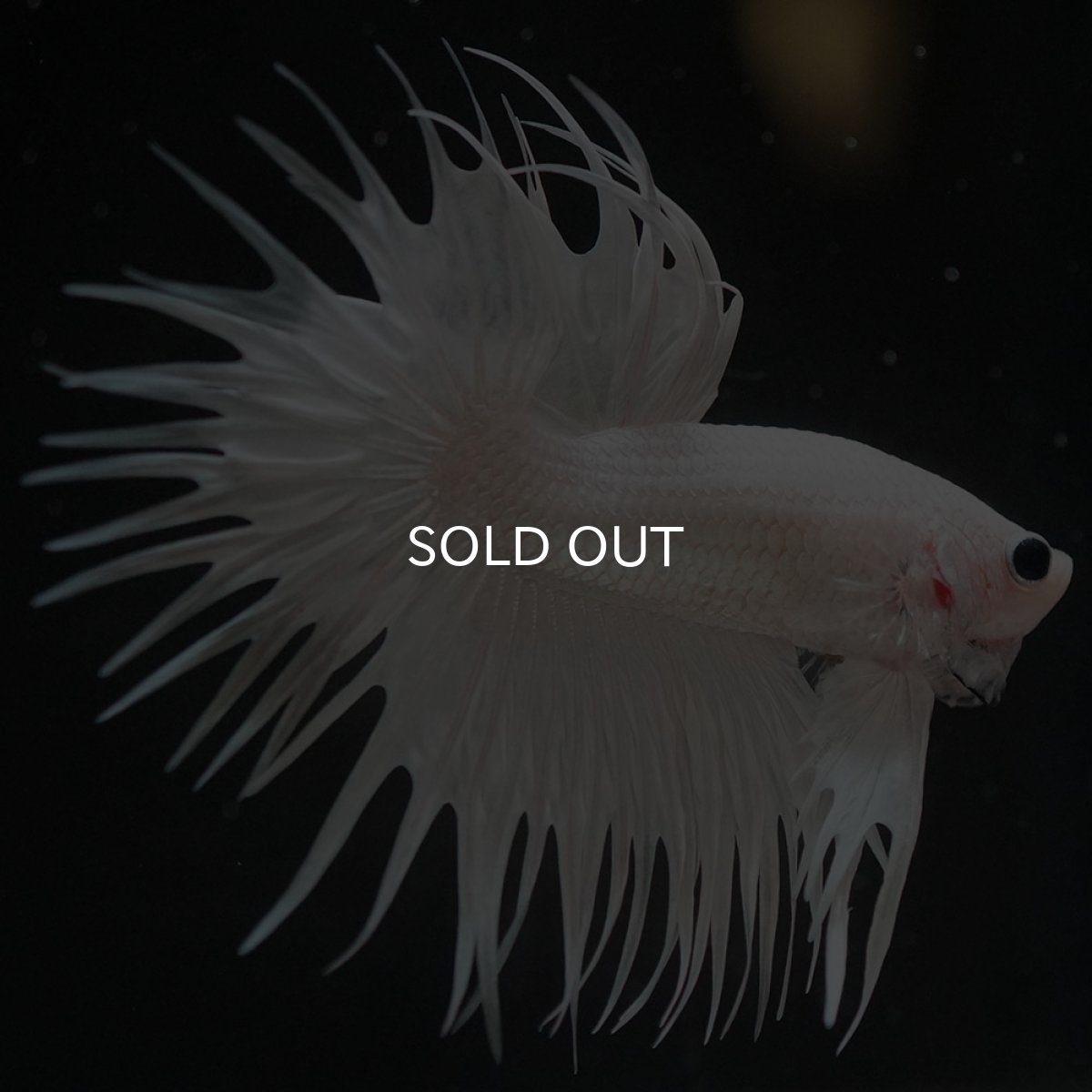 画像5: CT ホワイト (5)