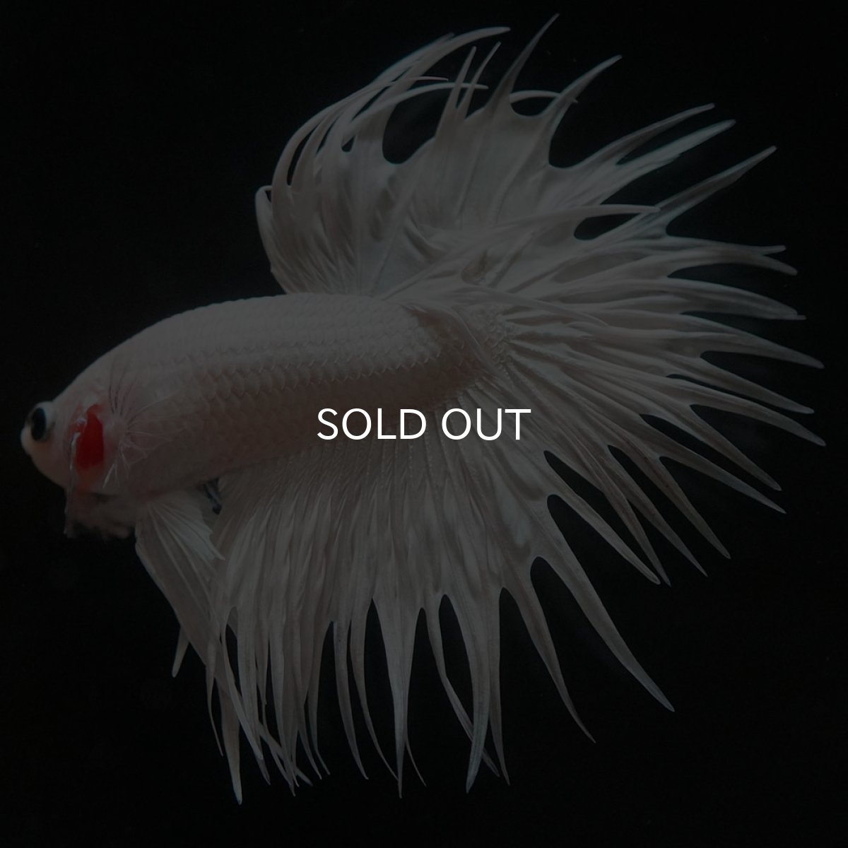 画像6: CT ホワイト (6)