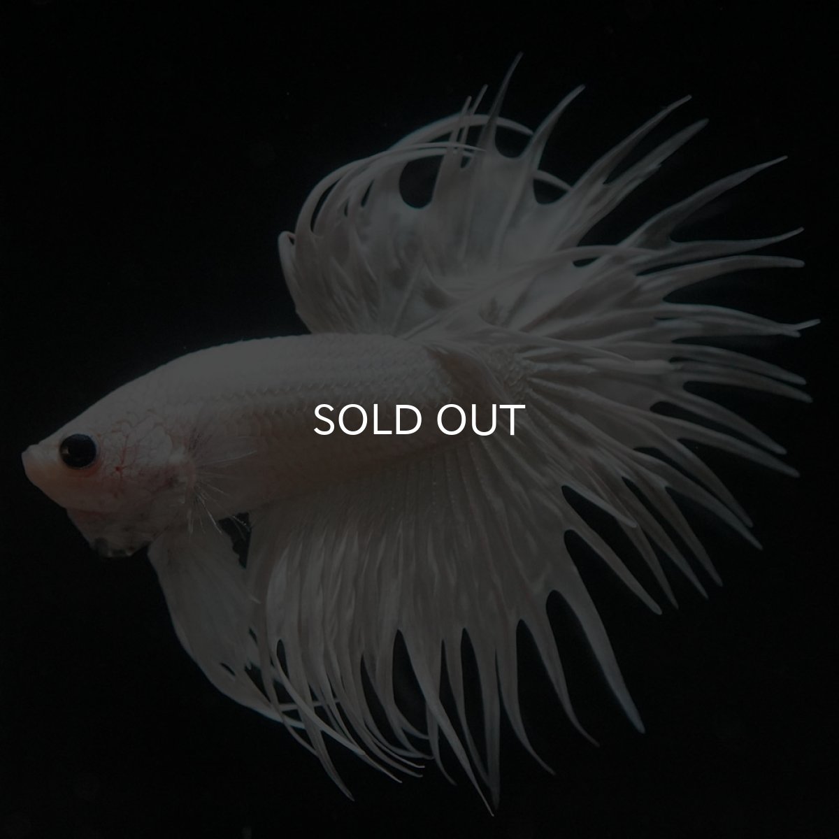 画像4: CT ホワイト (4)