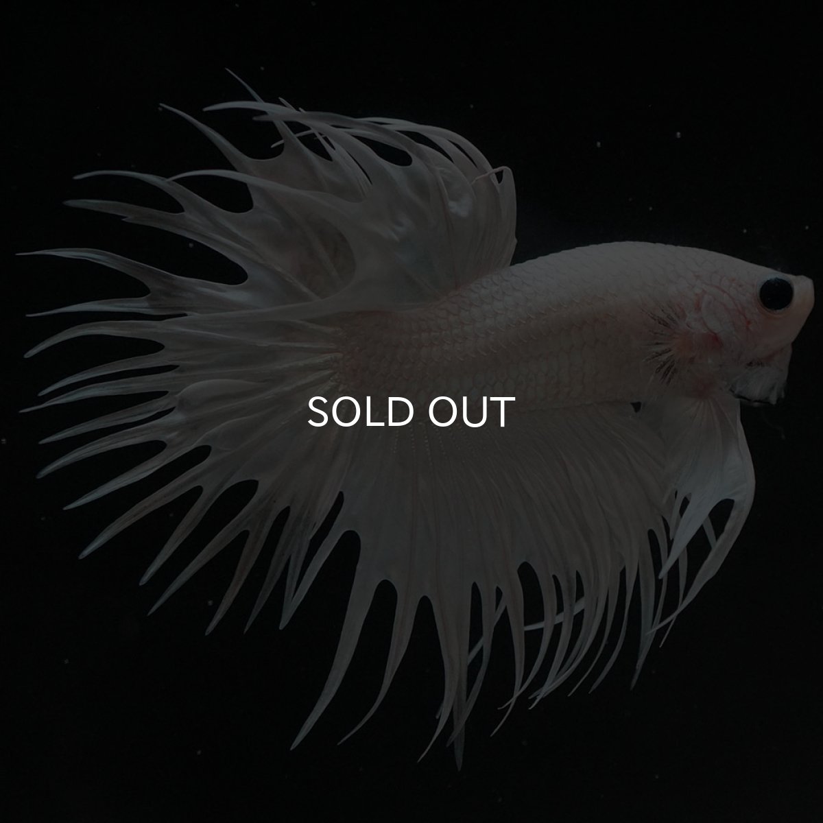 画像3: CT ホワイト (3)