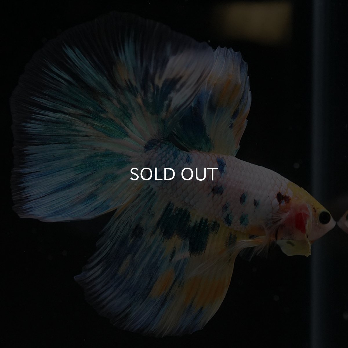 画像8: HM イエローファンシー (8)