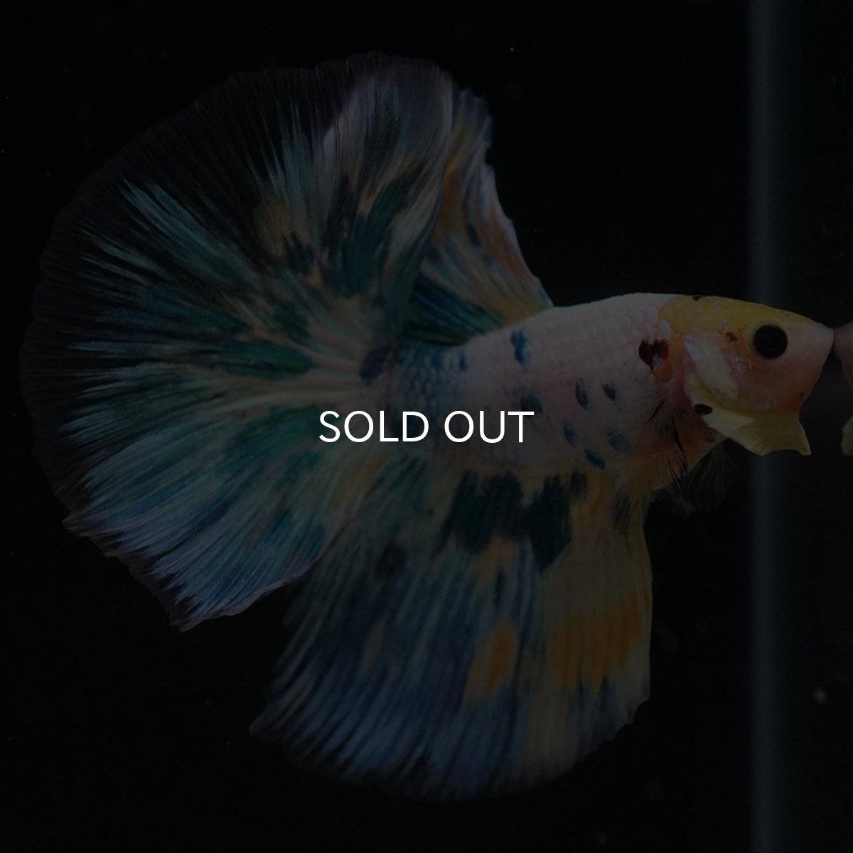 画像3: HM イエローファンシー (3)