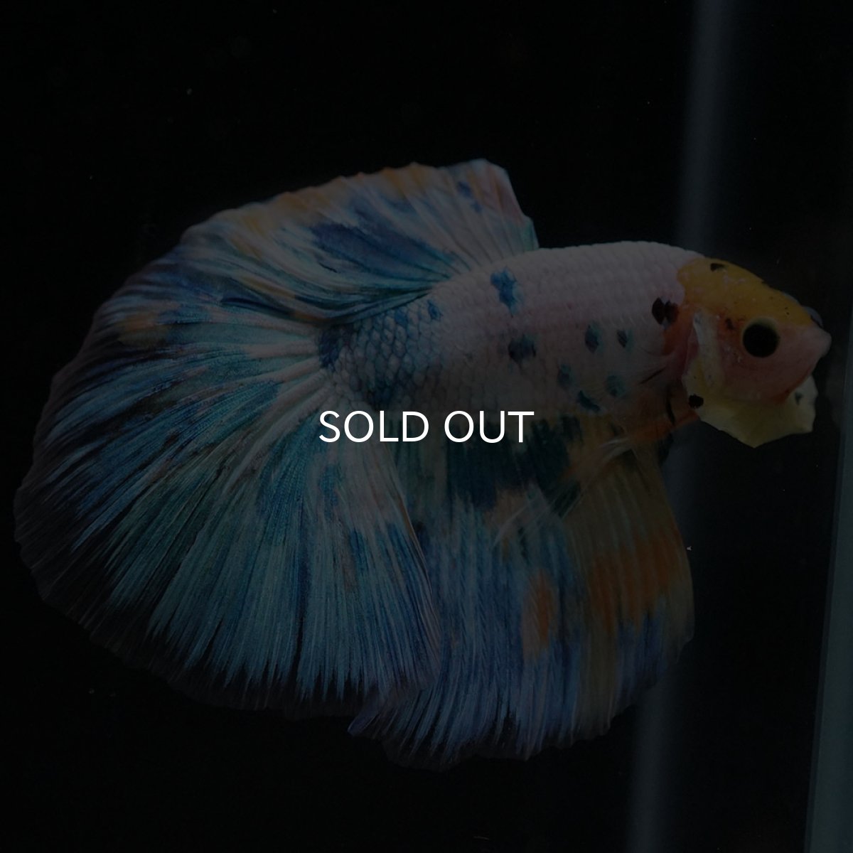 画像7: HM イエローファンシー (7)