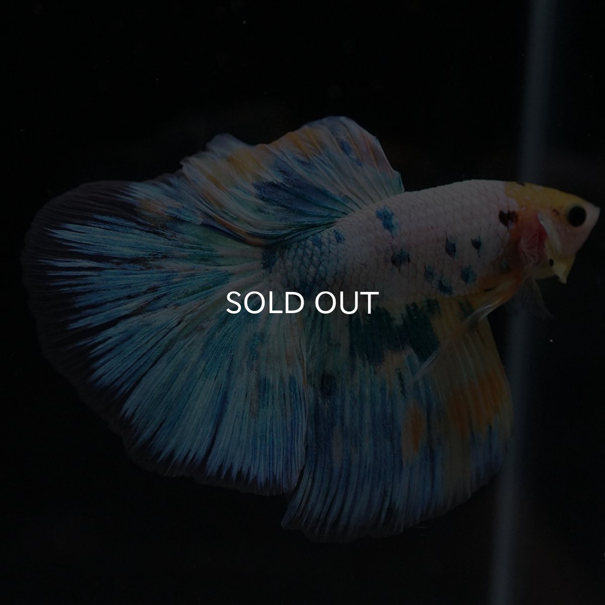 画像5: HM イエローファンシー (5)