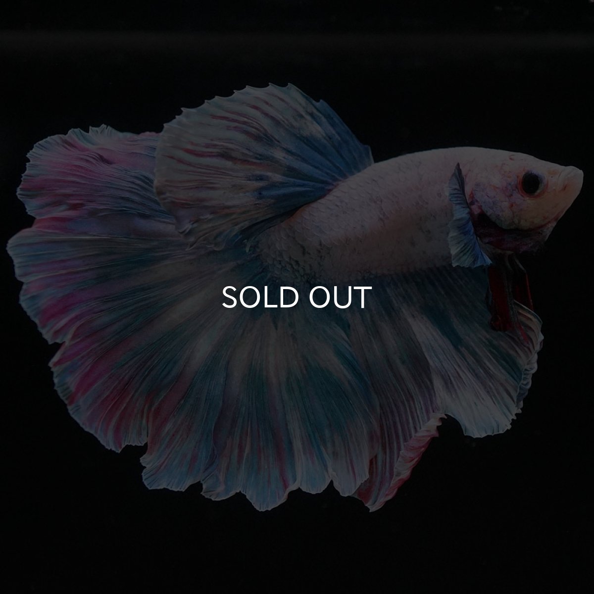 画像8: HM　ファンシー (8)