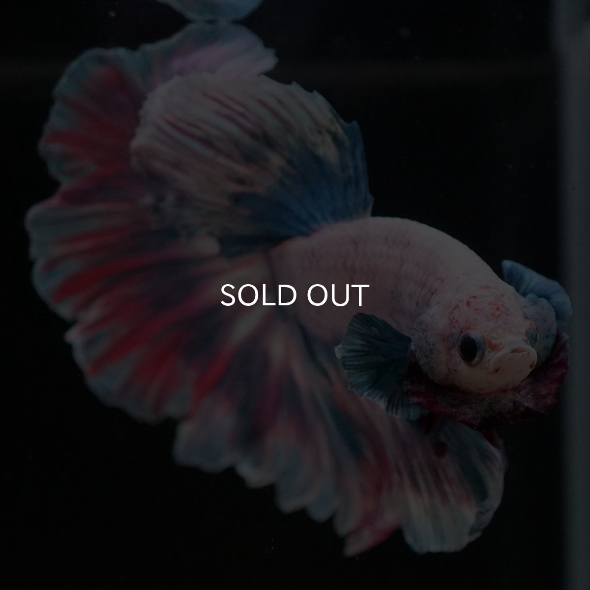 画像4: HM　ファンシー (4)