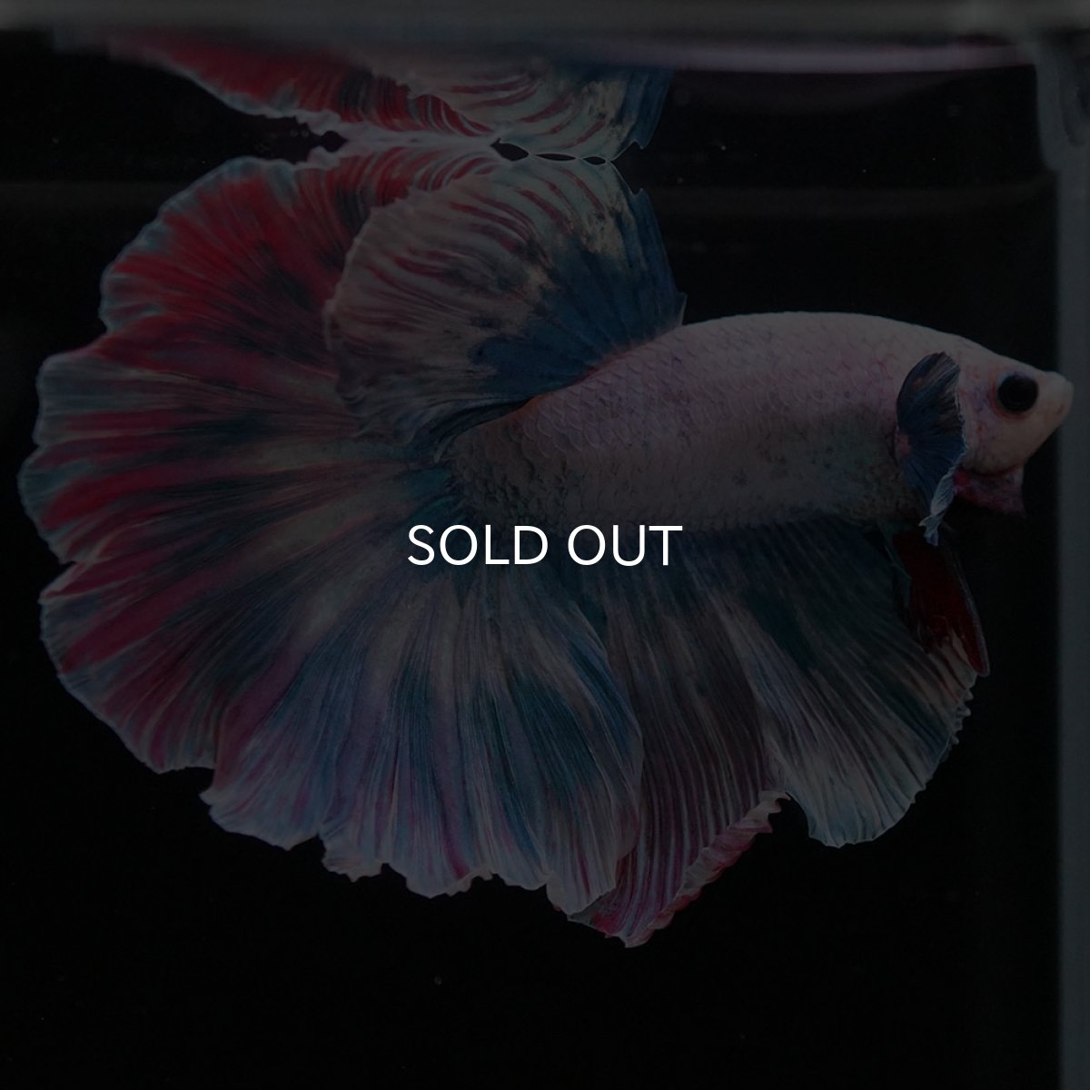 画像6: HM　ファンシー (6)