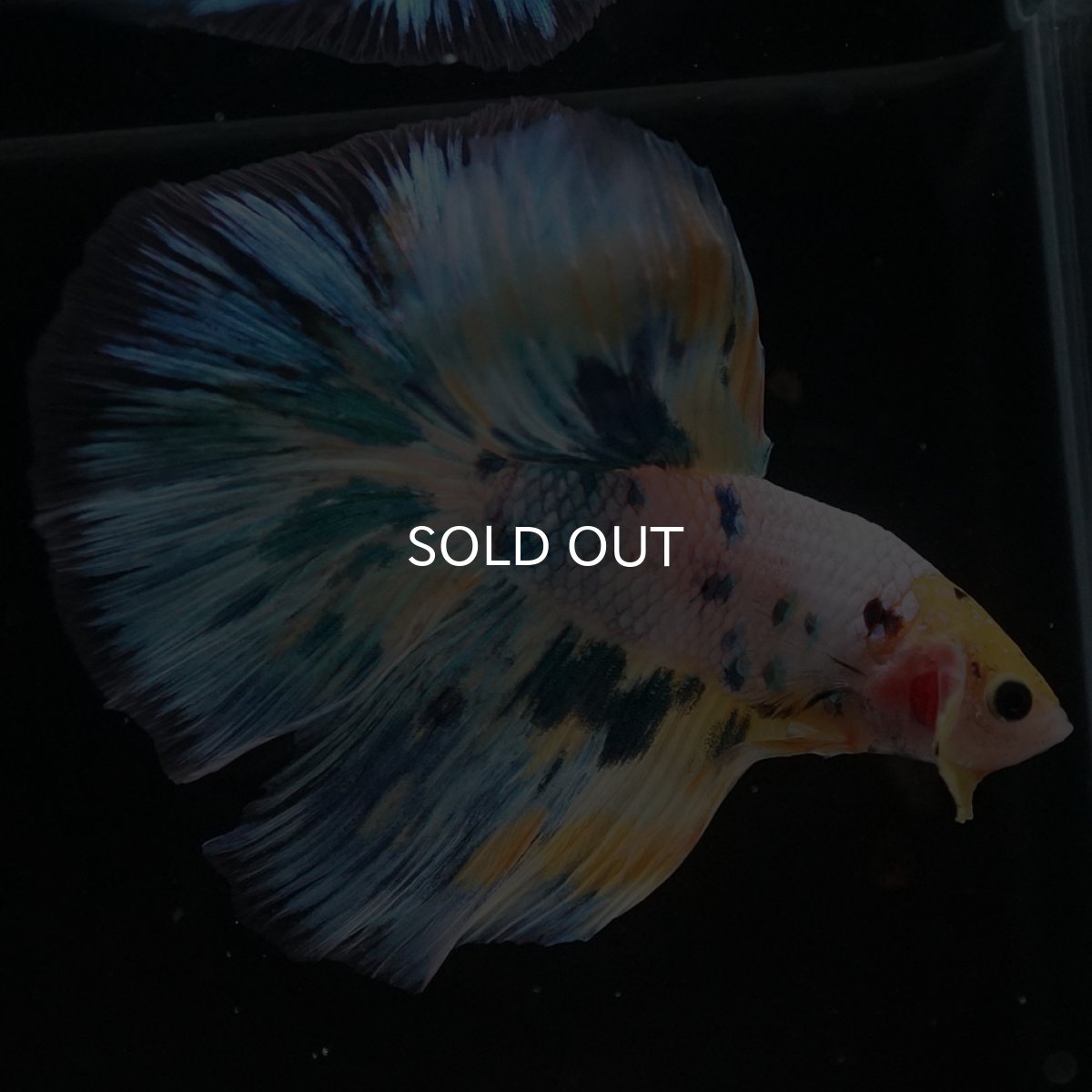 画像2: HM イエローファンシー (2)