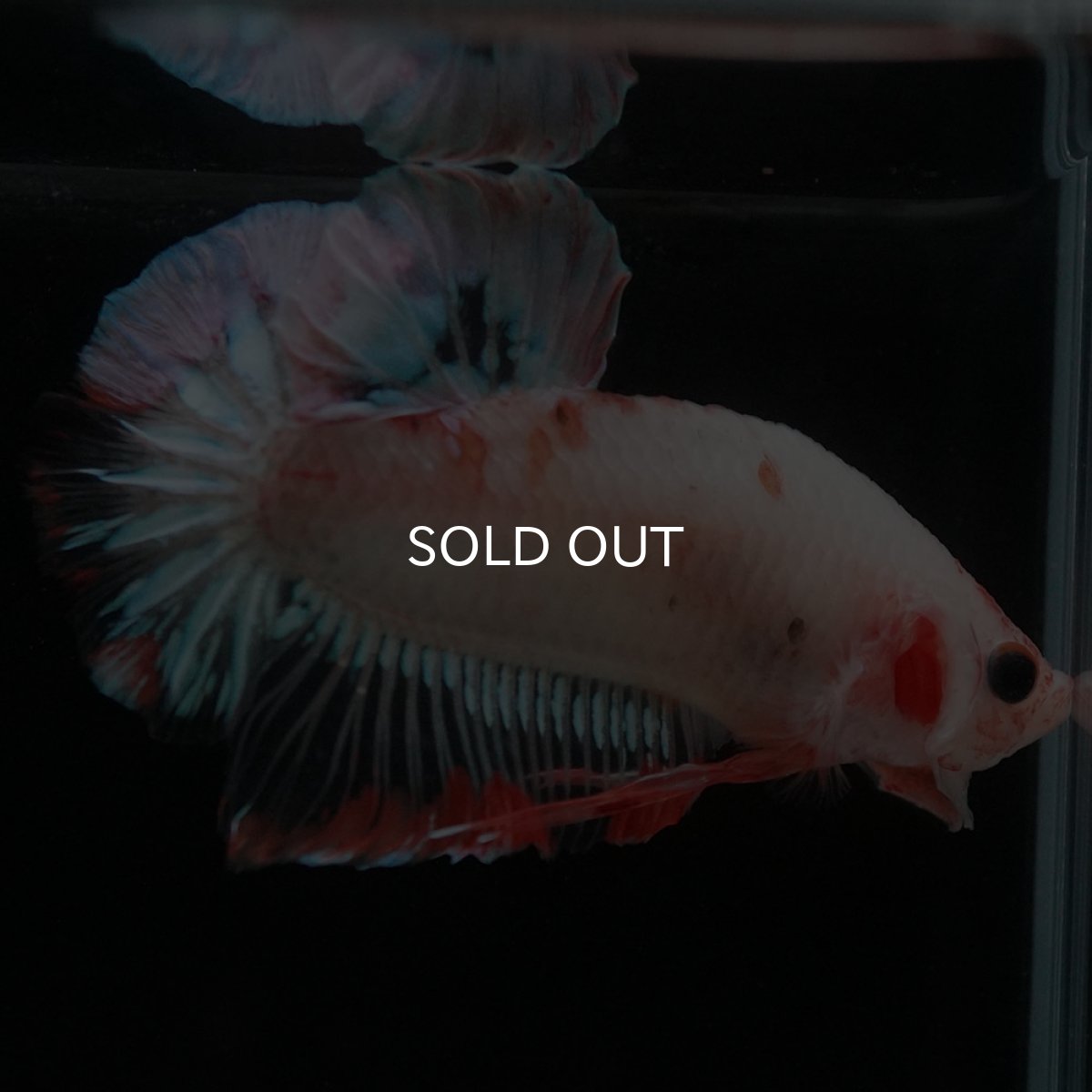 画像9: HMPK　ファンシークリア (9)