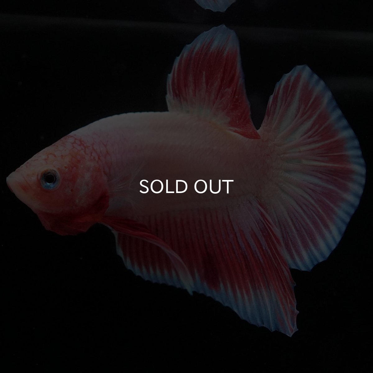 画像9: HMPK ファンシー (9)