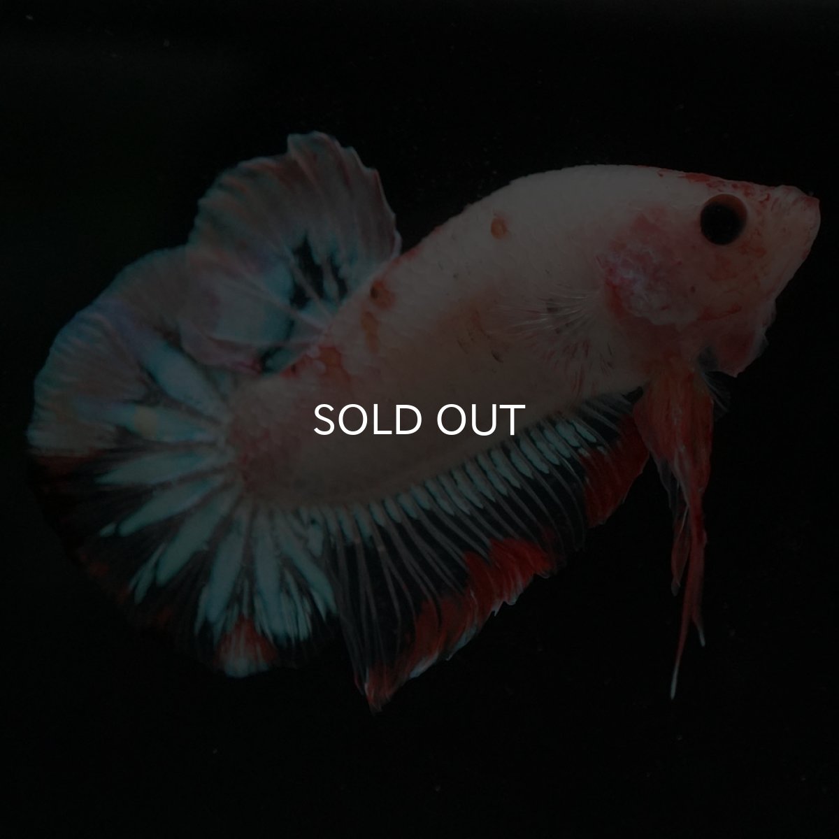 画像3: HMPK　ファンシークリア (3)