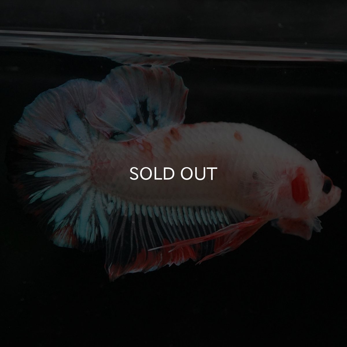 画像8: HMPK　ファンシークリア (8)