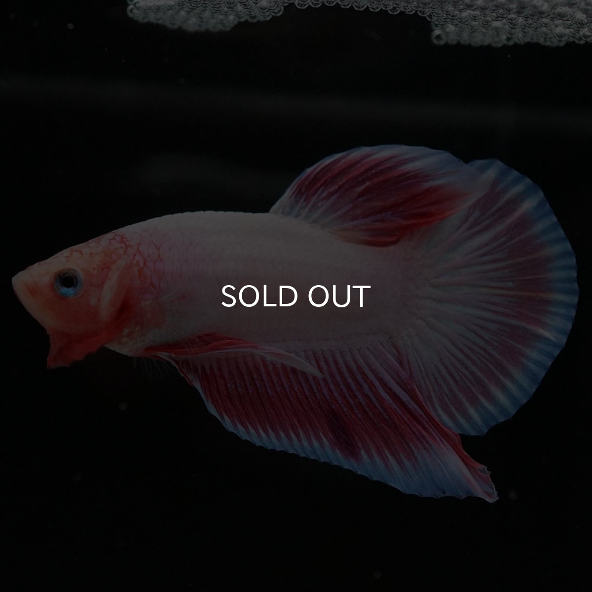 画像8: HMPK ファンシー (8)