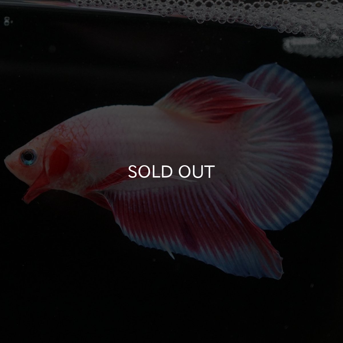 画像7: HMPK ファンシー (7)